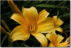Wolfsgarten 2005 - 13 ks.jpg